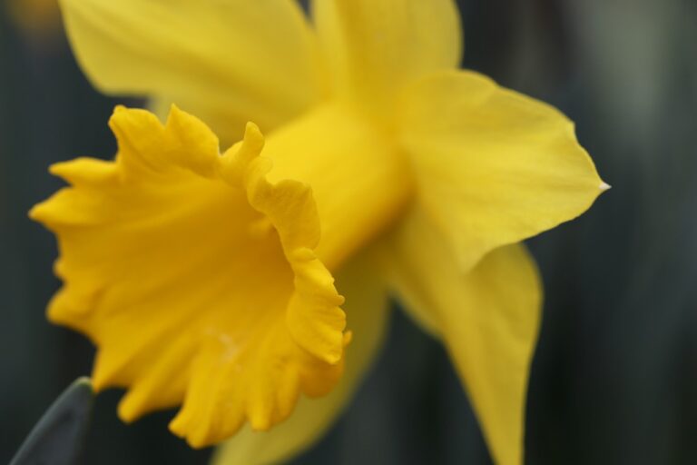découvrez le printemps, une saison de renouveau et de floraison, marquée par des journées plus longues, des températures douces et la beauté des fleurs qui éclosent. profitez des activités en plein air, des balades en nature et de l'énergie positive qu'apporte cette période de l'année.