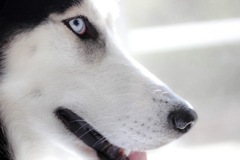 découvrez l'univers des huskies, ces magnifiques chiens au pelage épais et aux yeux perçants. apprenez tout sur leur caractère amical, leur besoin d'exercice et leur origine en tant que chiens de traîneau. adoptez les conseils pour bien les élever et comprendre leurs besoins spécifiques.